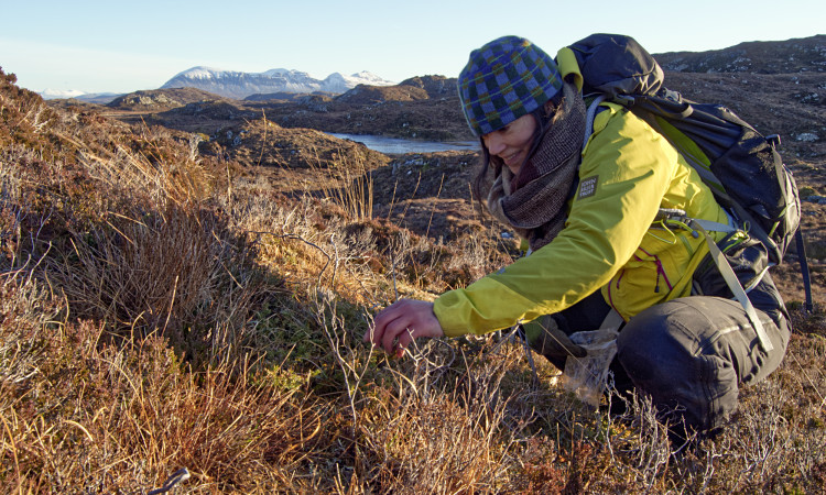 Romany seed collecting on Quinag - Chris Puddephat