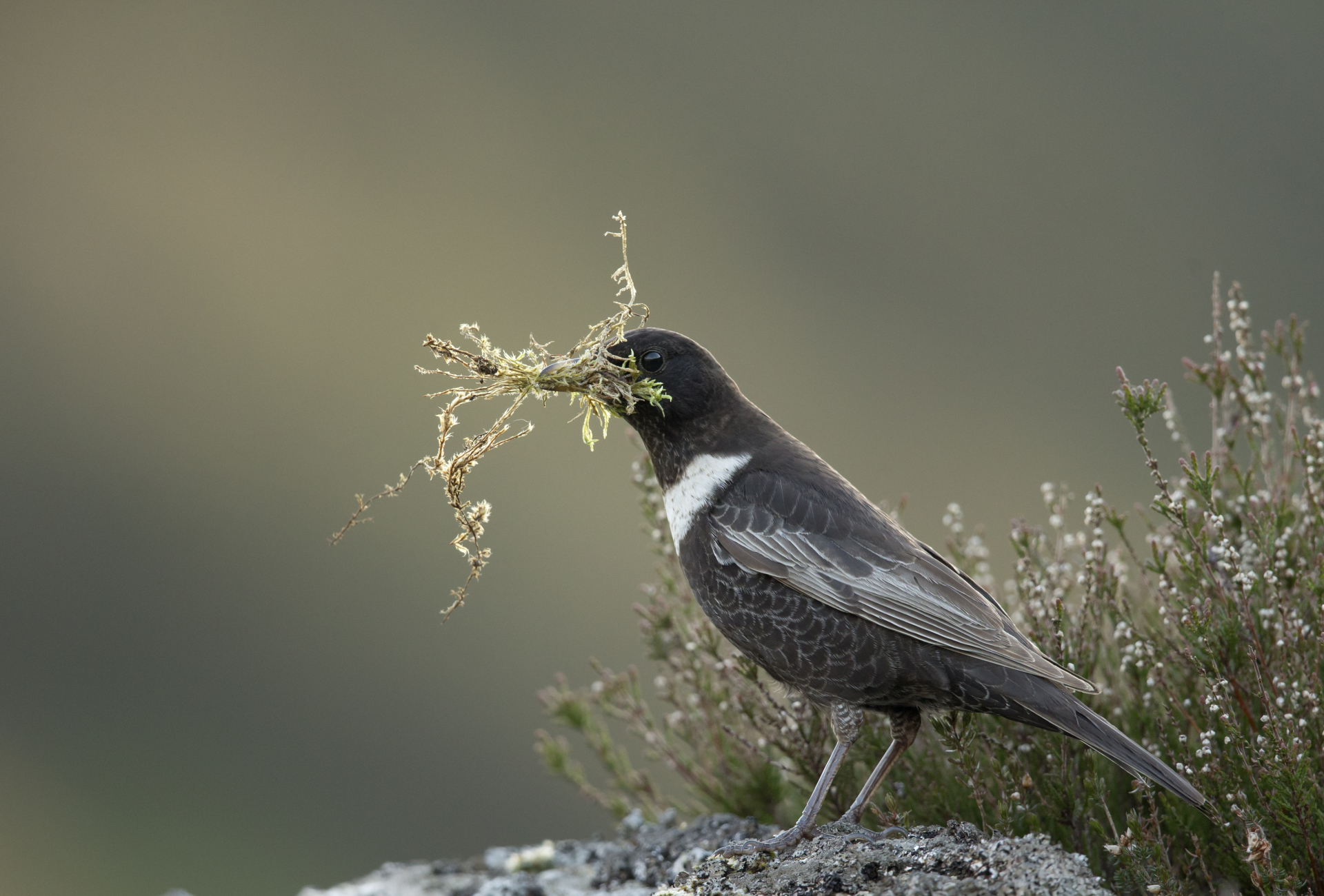 Ring Ouzel - Scotland Big Picture