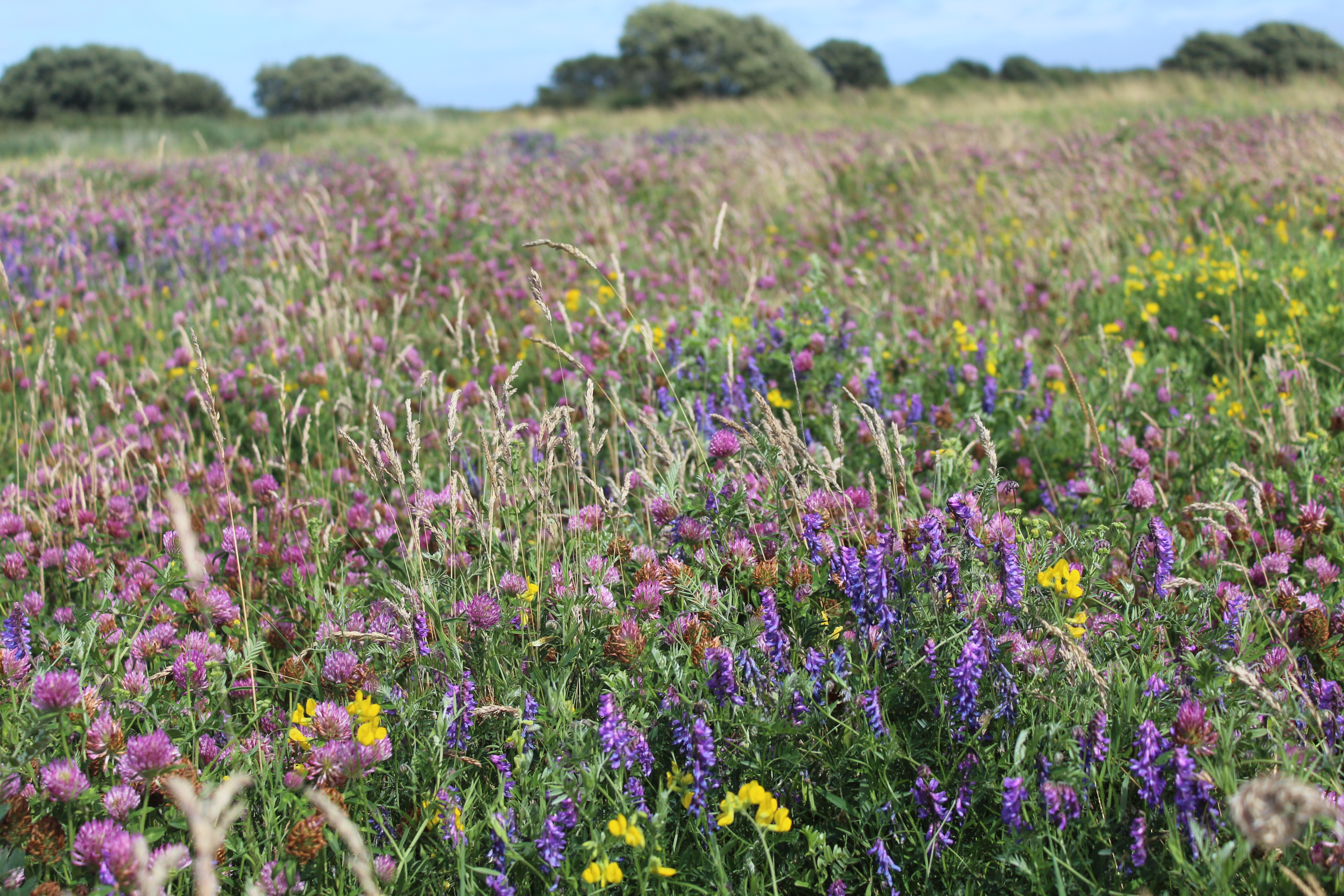 Clover Meadow - copyright Bumblebee Conservation Trust