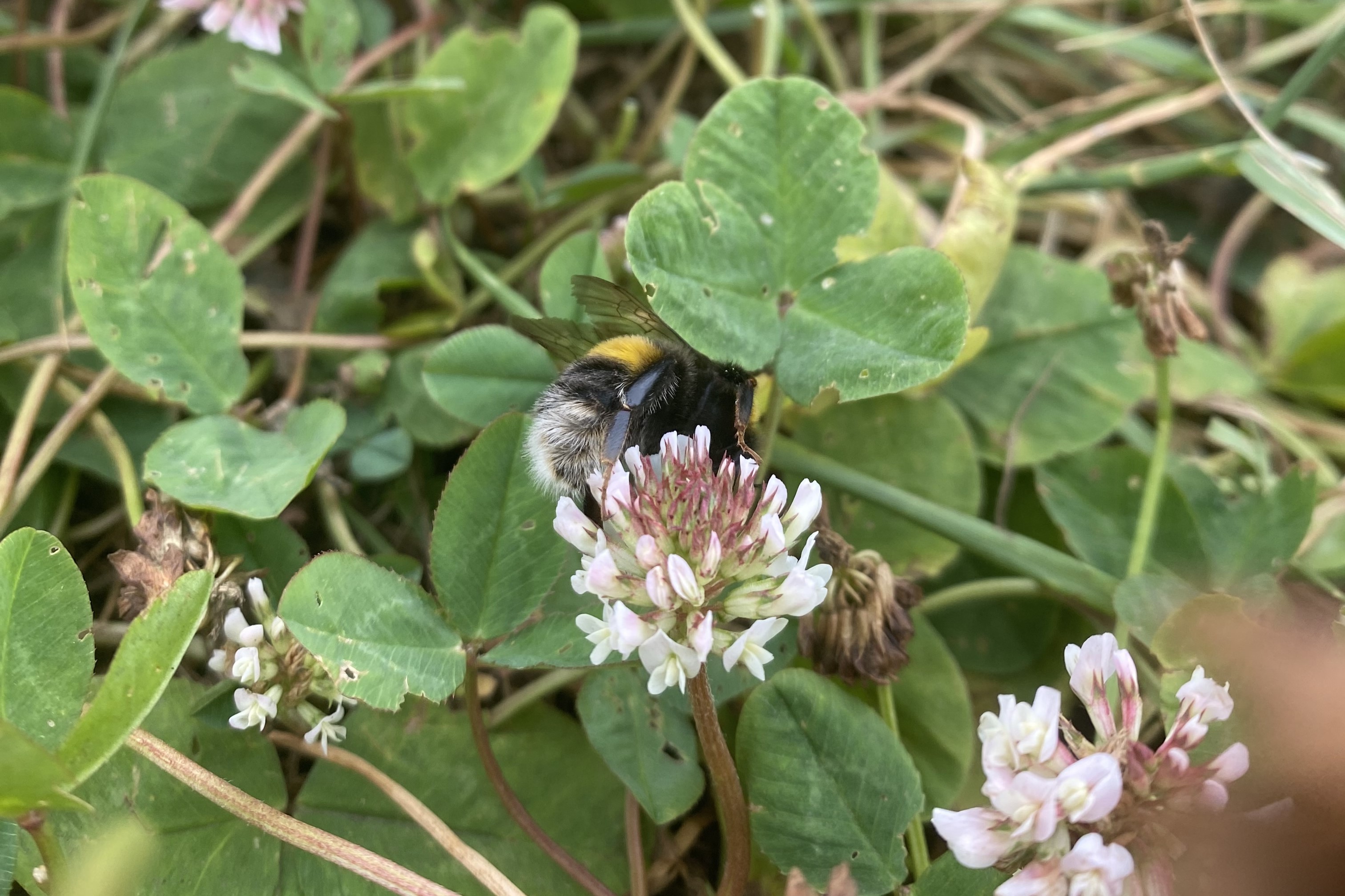 Bumblebee on white clover - © Jade Oliver
