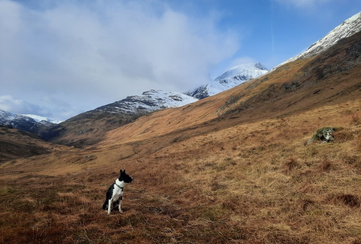 A dog standing in a hilly landscape
