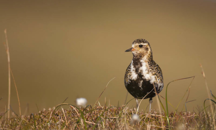 APA_GoldenPlover_24052011_AP14