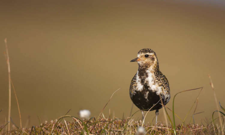 APA_GoldenPlover_24052011_AP14