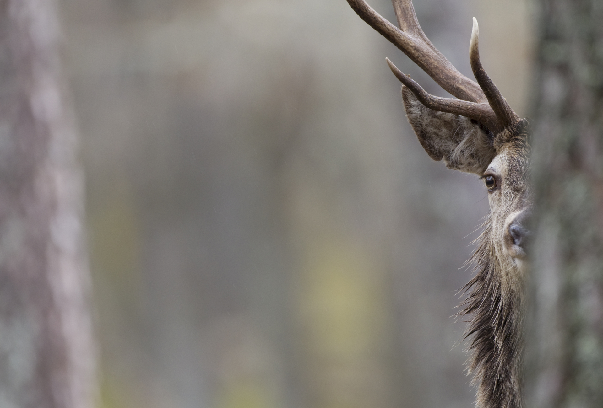 Deer - 2020 vision