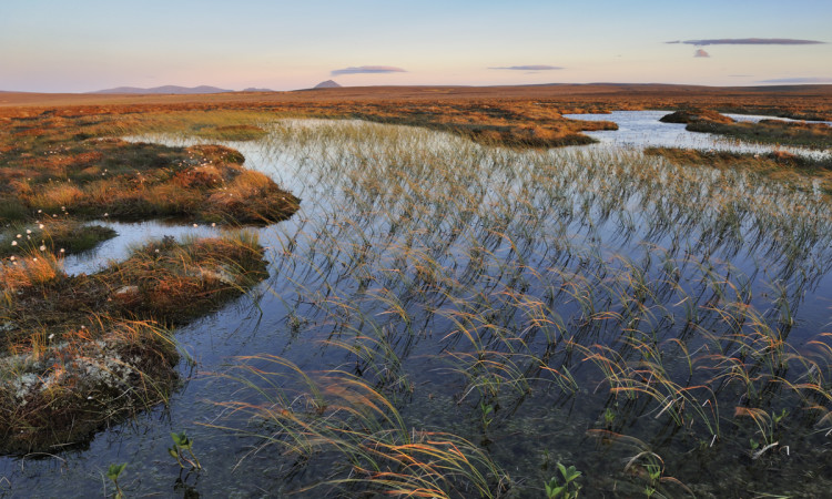 Peatlands - 2020 Vision