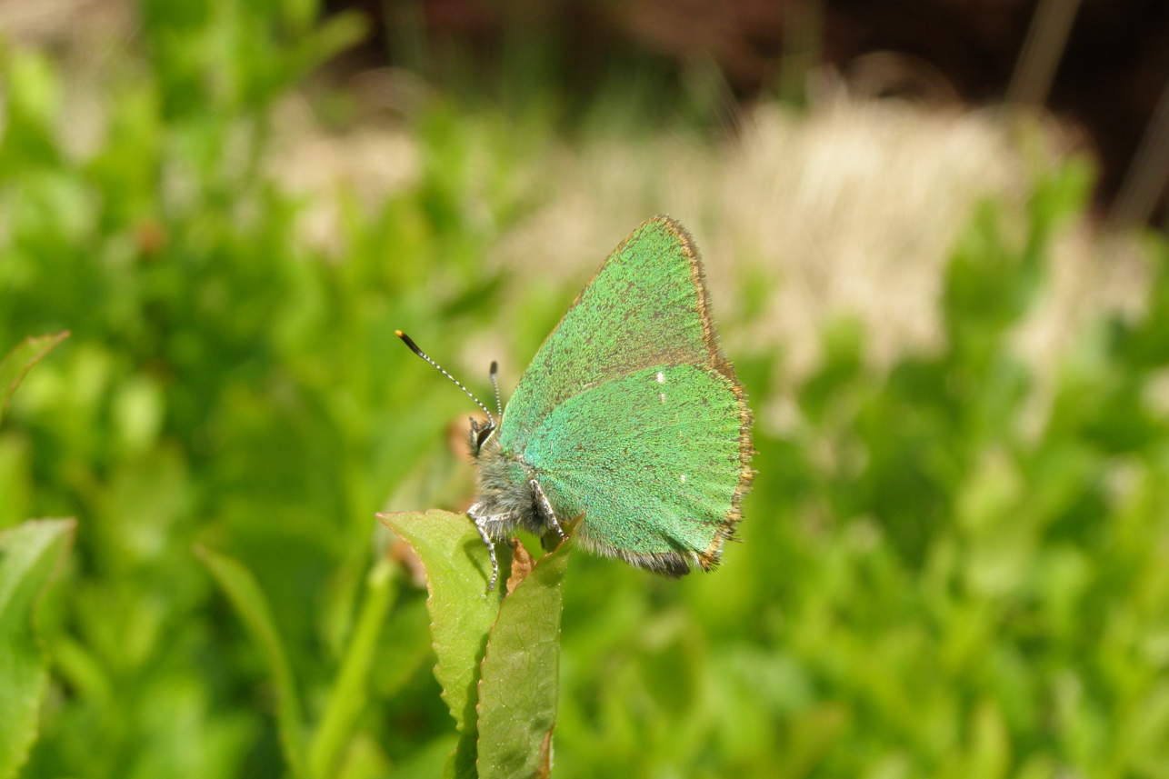 Butterfly - Lester Standen