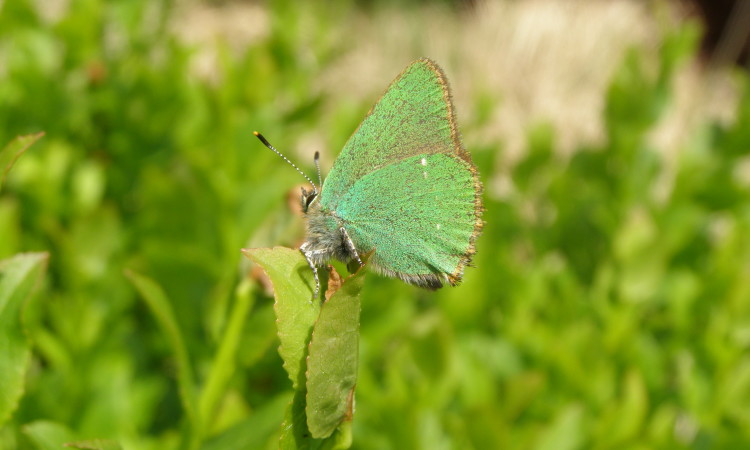 Butterfly - Lester Standen