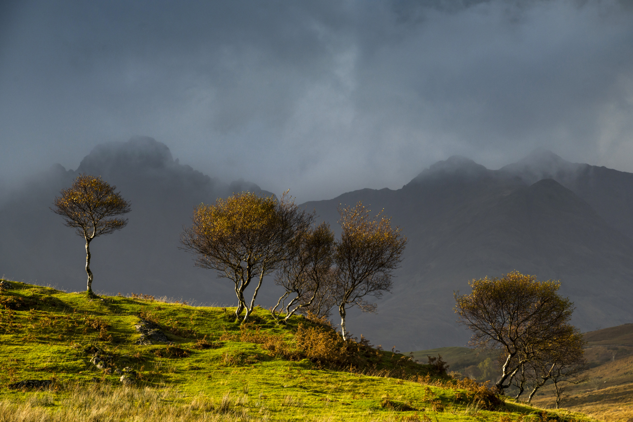 Bla Bheinn Trees - Chris Rutter