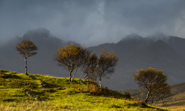 Bla Bheinn Trees - Chris Rutter
