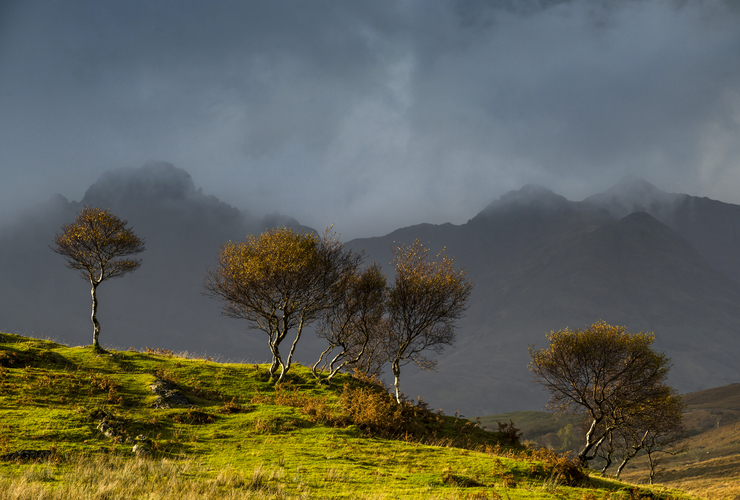 Bla Bheinn Trees - Chris Rutter