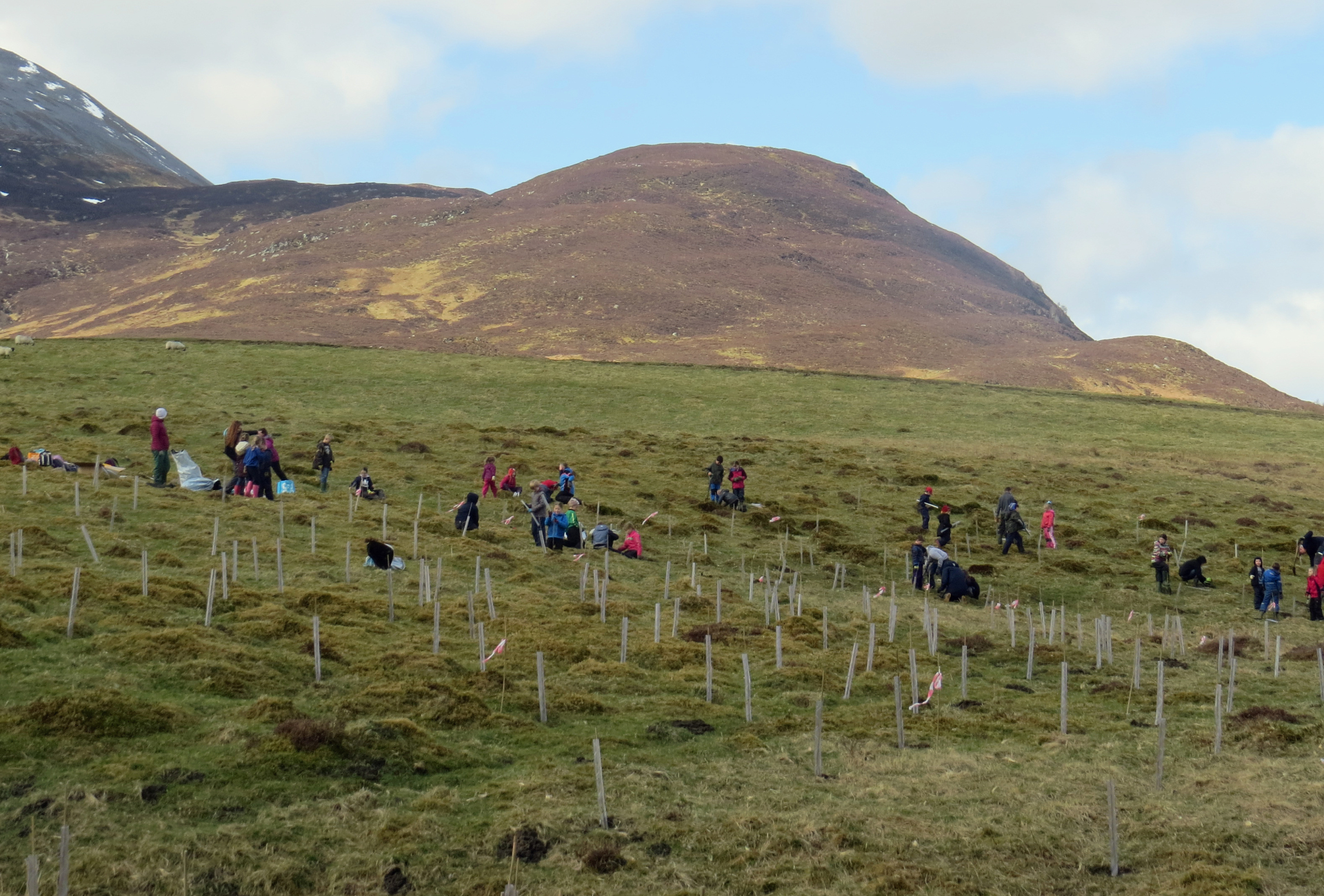 Tree Planting at Schiehallion