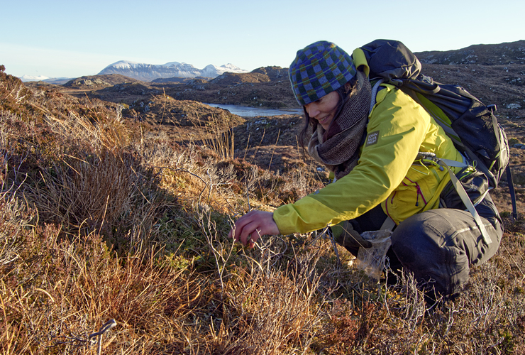 Romany seed collecting on Quinag - Chris Puddephat