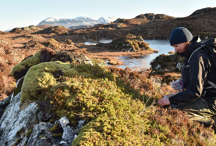 Picking juniper on Quinag - Chris Puddephat