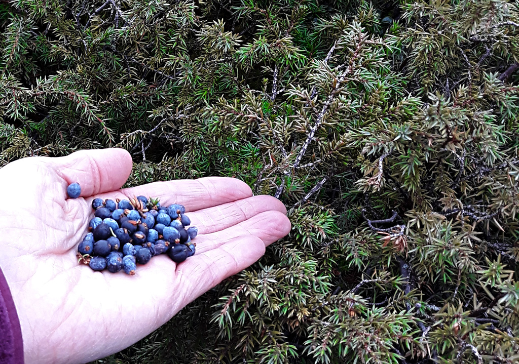 Juniper on Quinag - Chris Puddephat