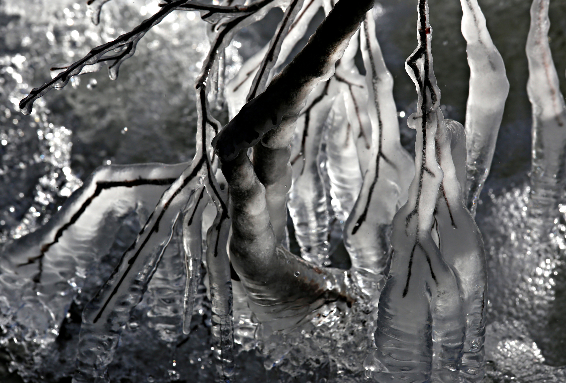 Iced Branches - Anke Addy