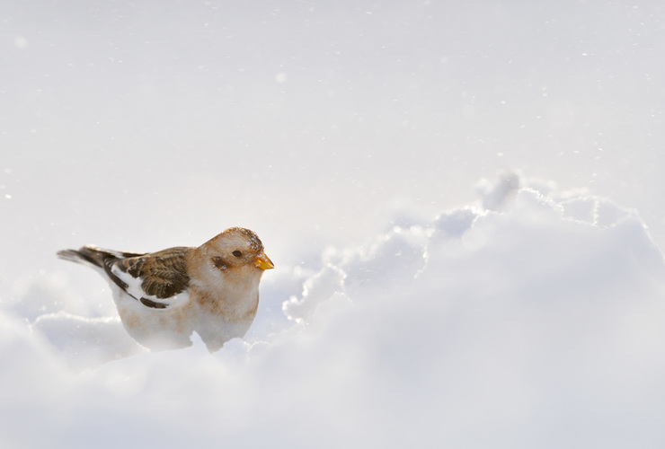 Winter bird