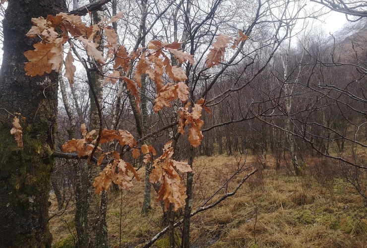 Sessile oak 