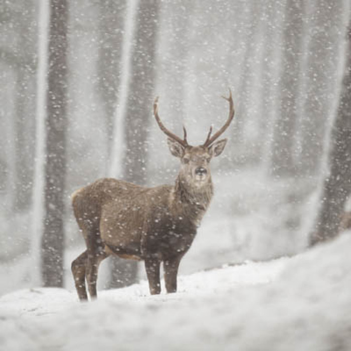 Deer - Petern Cairns/2020Vision