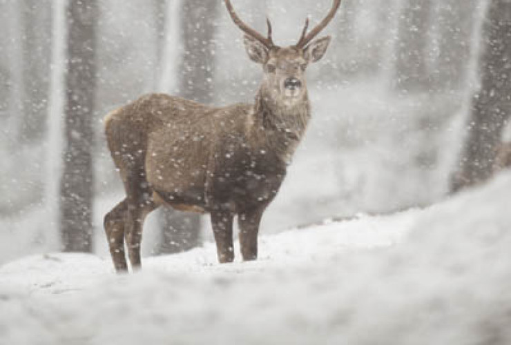 Deer - Petern Cairns/2020Vision