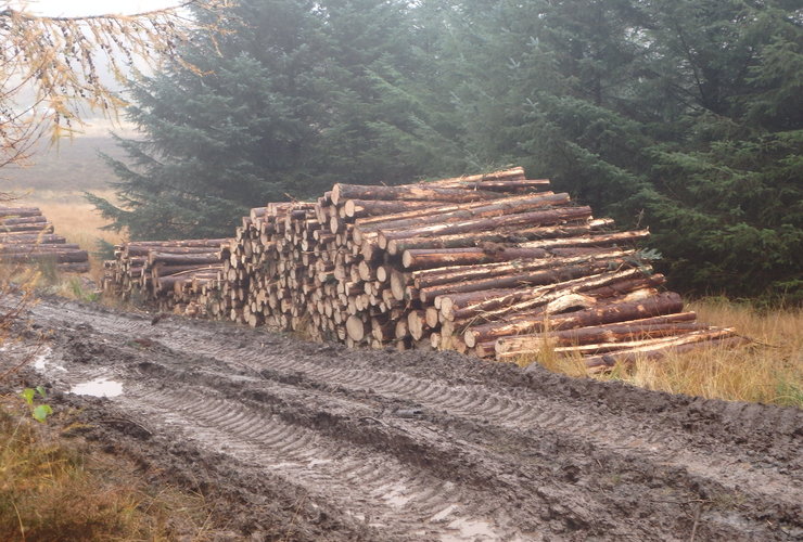 Glenlude felling