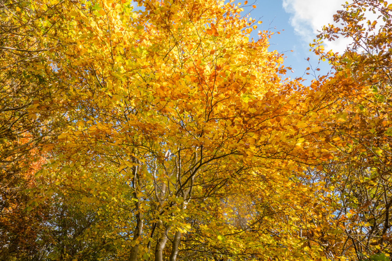 Autumn - Lintern