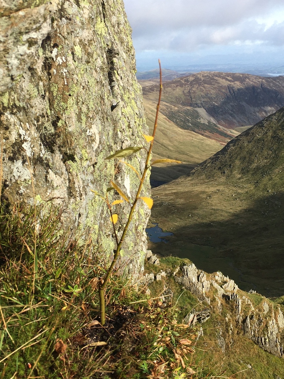 Montane willow - Helvellyn