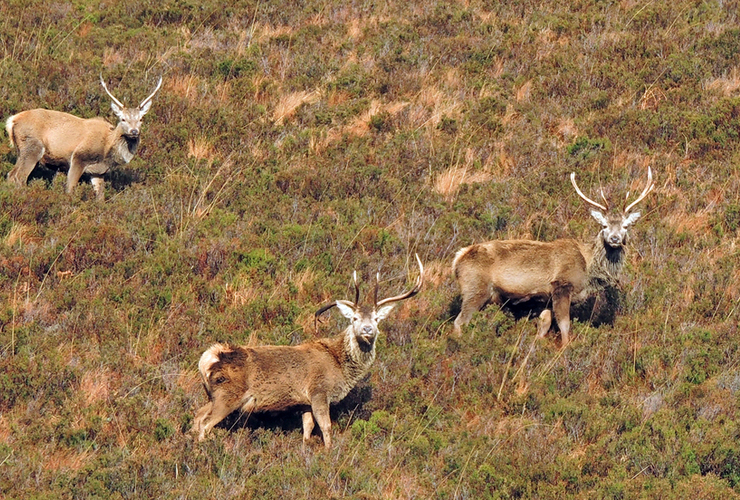 F Lockhart - Quinag stags