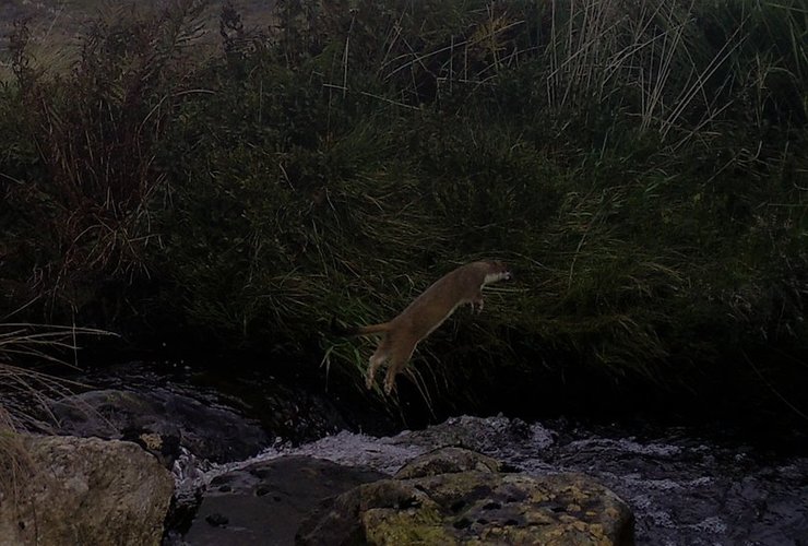 Stoat leaping