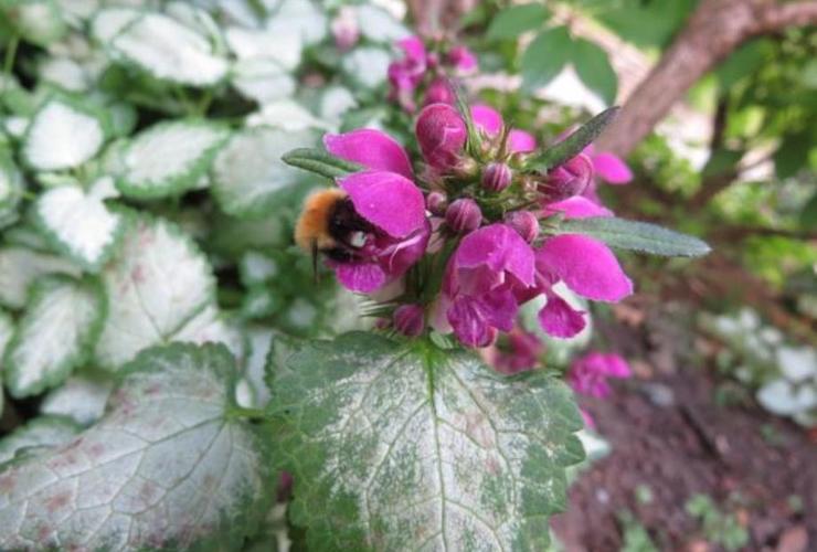 Bee on dead nettle