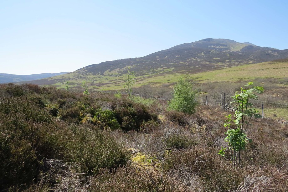 Schiehallion