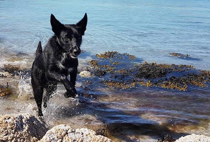 Kira at the beach