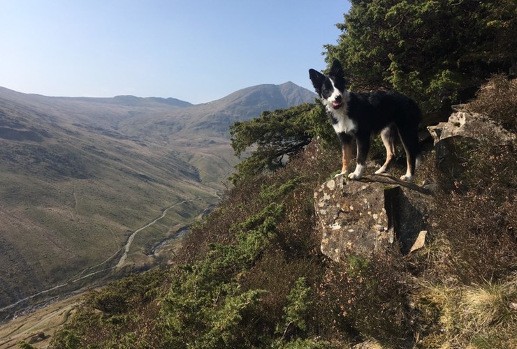 Ash, Glenridding Common