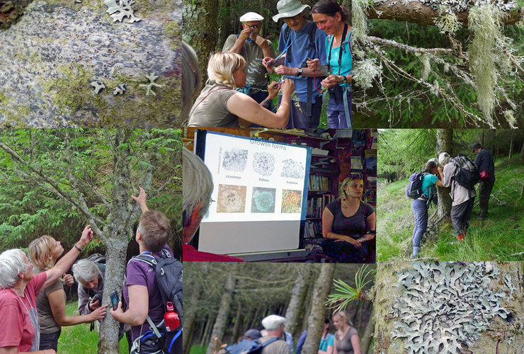 Glenlude Lichen Workshop