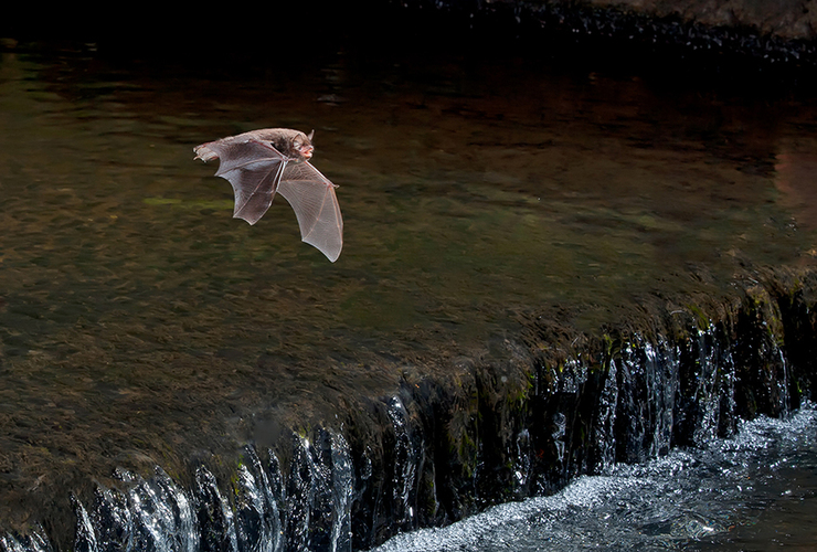 Daubenton Bat 