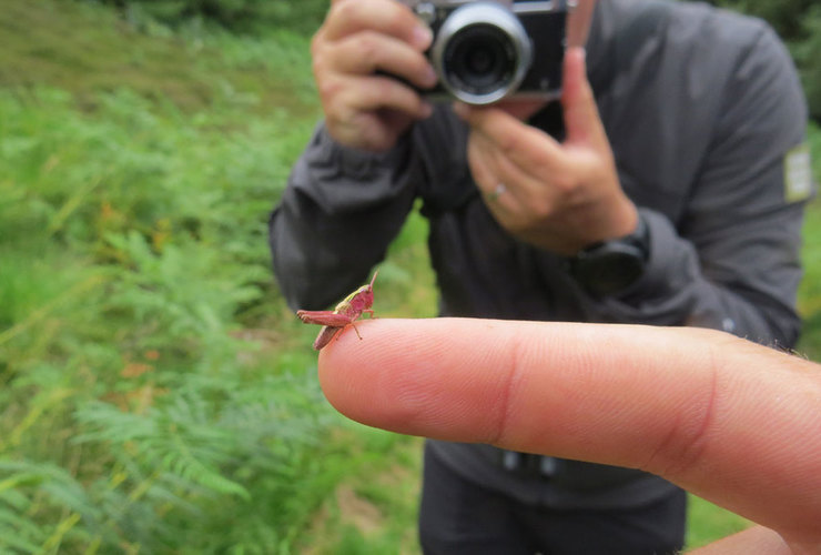 Meadow grasshopper - Glenlude 