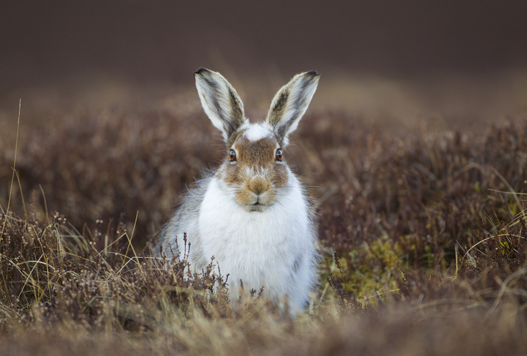 Mountain Hare - 2020 Vision