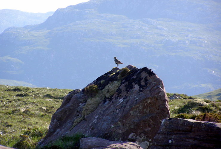 Don ODriscoll Golden Plover