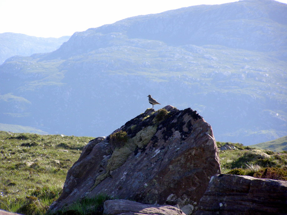 Don ODriscoll Golden Plover