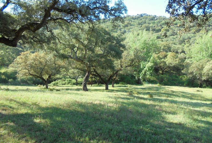 Andalucia woodland