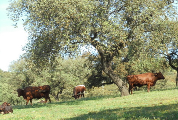 Native cattle grazing