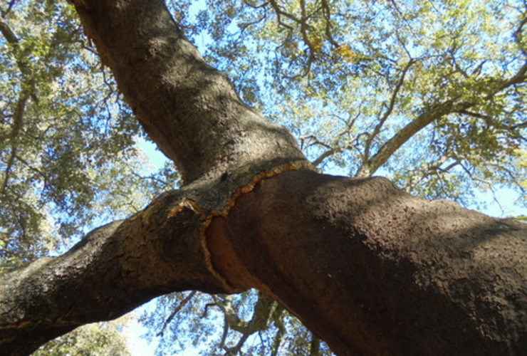 Cork oak