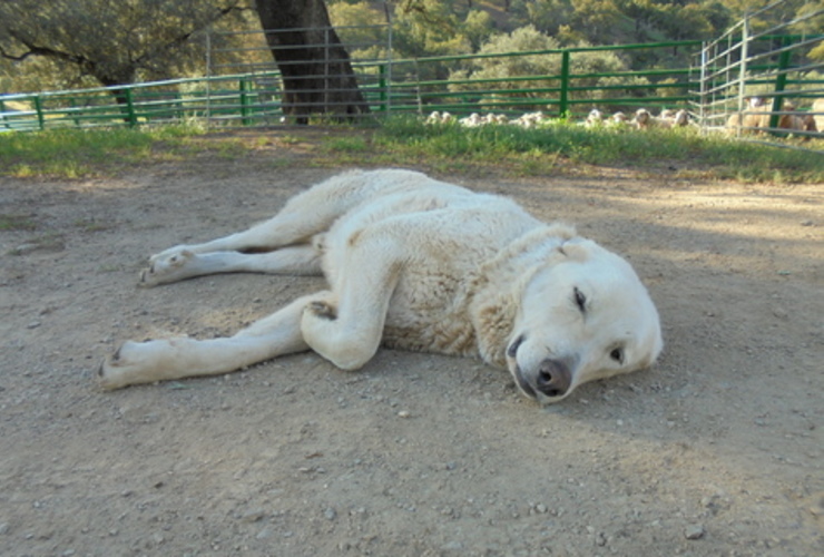 Mastiff in Andalucia