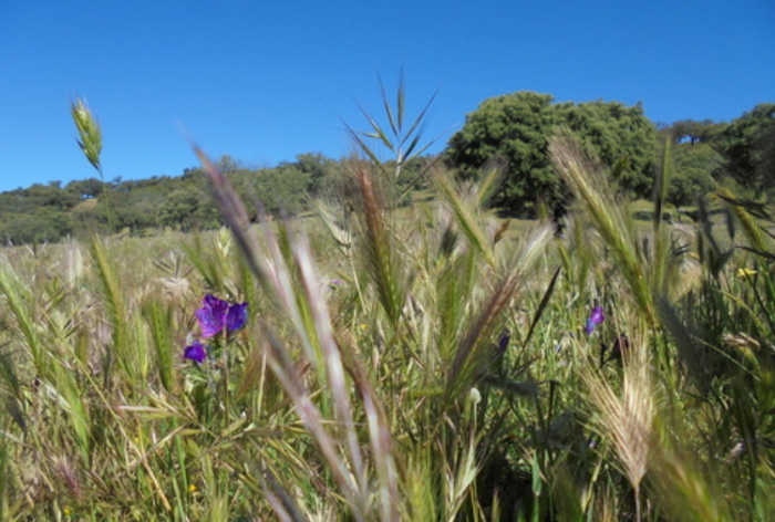 Species rich pasture