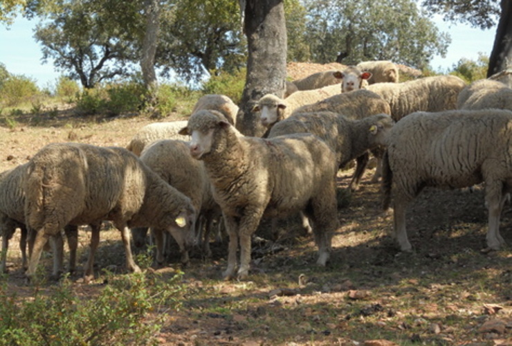Merino sheep