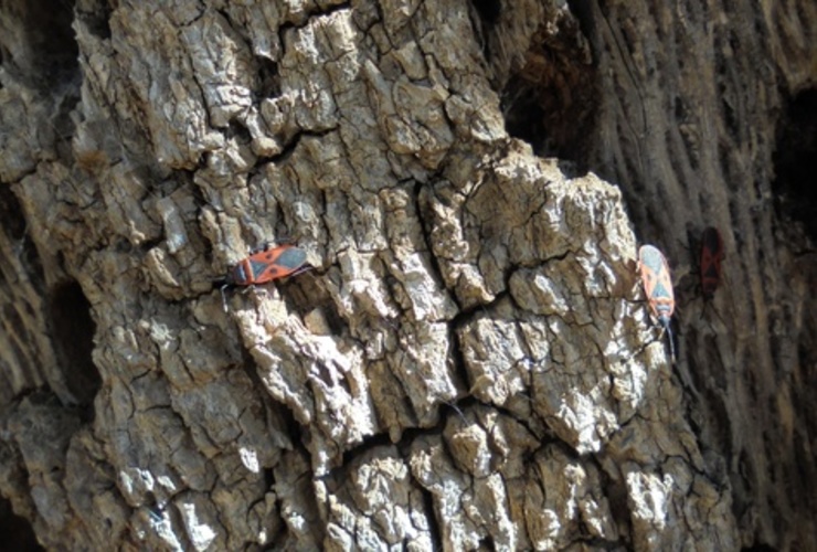 Shield bugs on oak tree