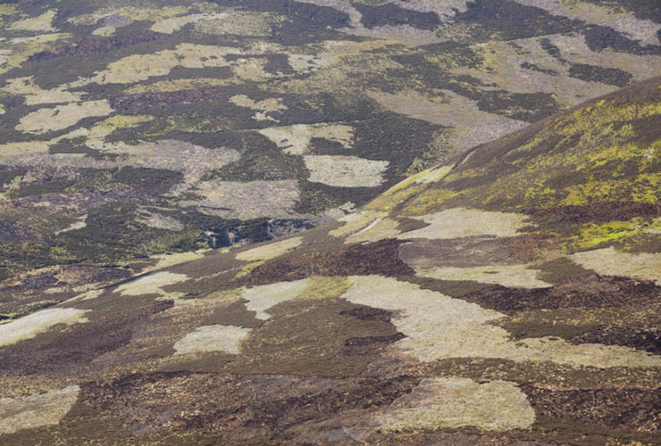 Grouse Moor