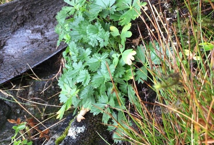 cinquefoil 