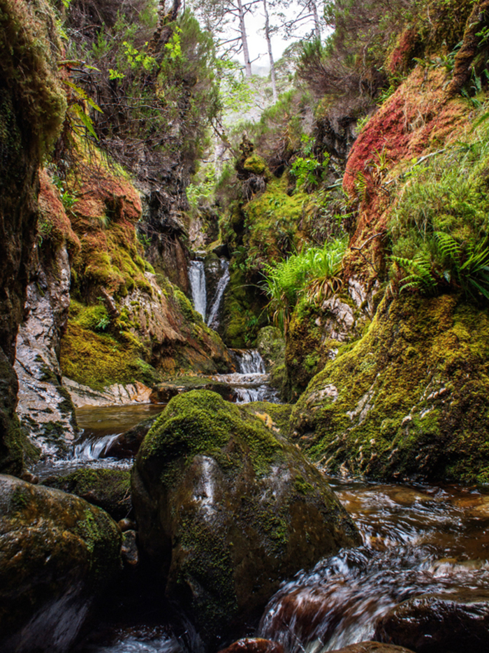 Bryophyte-rich-ravine---Beinn-Eighe---3-credit-StanPhillips_detail