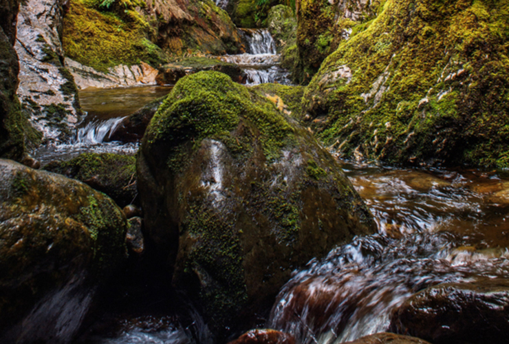 Bryophyte-rich-ravine---Beinn-Eighe---3-credit-StanPhillips_detail