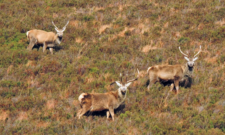 Fran Lockart - Stags on Quinag